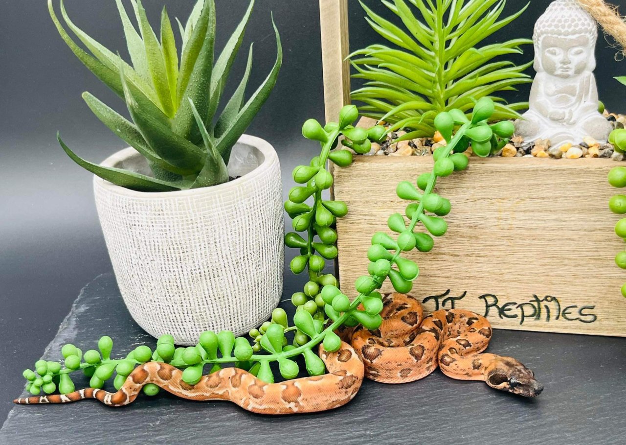 Hypo RLT Leopard boa - Schlangen - Baschleiden