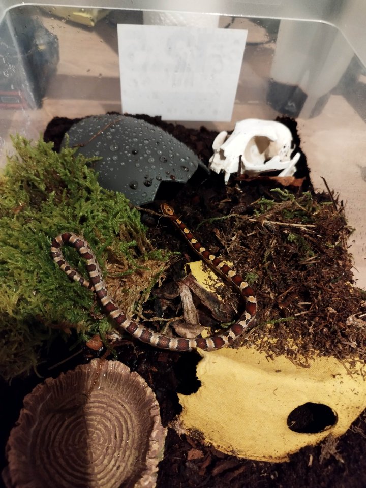 Kornnatterjungtiere. - Schlangen - Obervellach