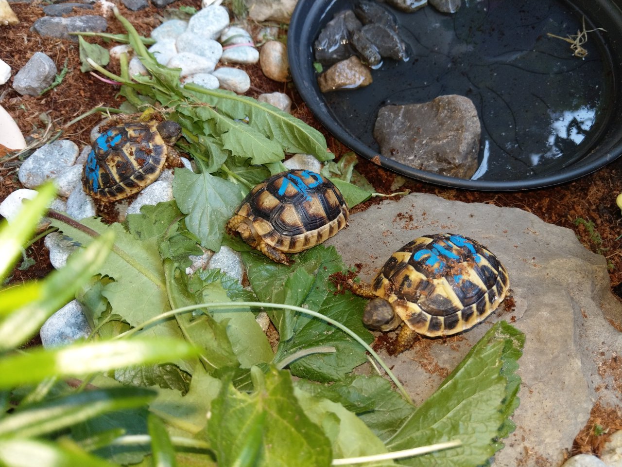 Griechische Landschildkröten, THH und Tm weissingeri von ´21 von Privat - Schildkroeten - Velbert