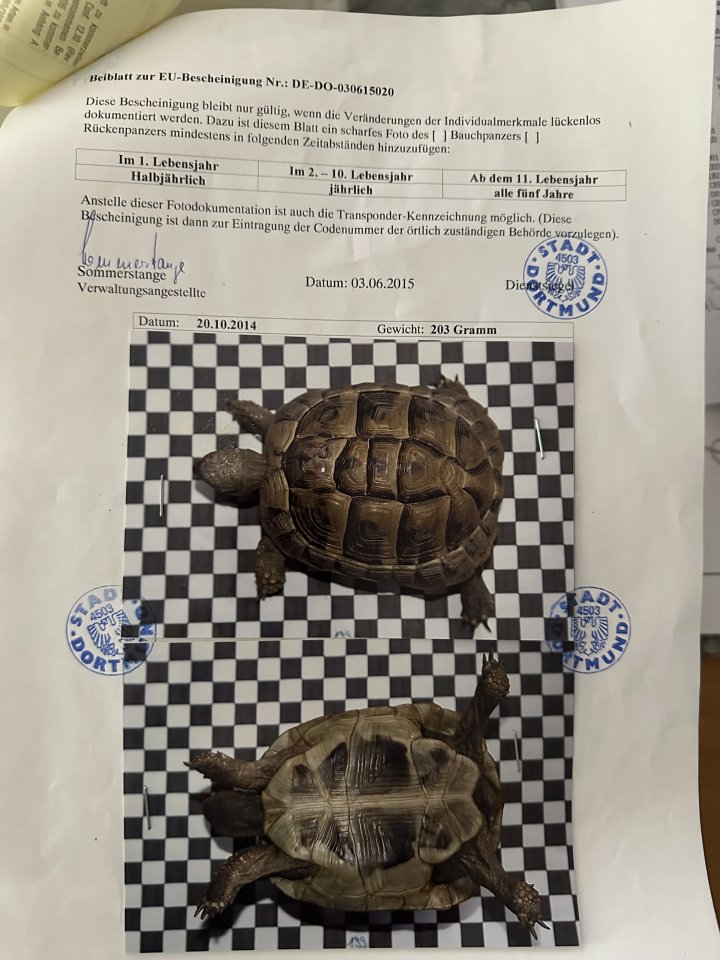 Landschildkröten Kleinanzeigen | Landschildkröten Anzeigenmarkt ...
