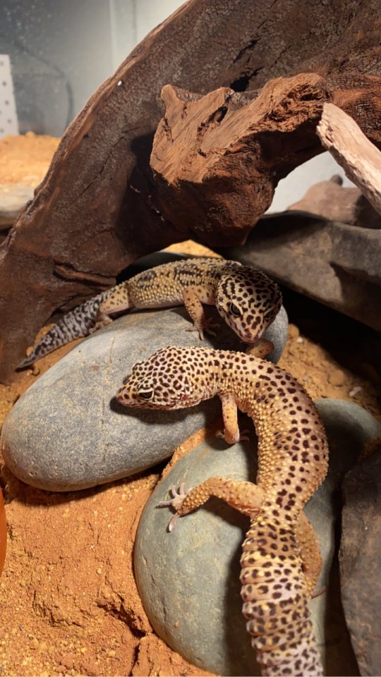 2 Leopardengecko Weibchen - Gecko - Hemer