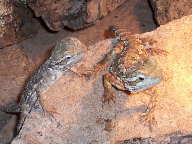 Zwei farbige Zwergbartagamen abzugeben - Bartagame Zwergbartagame - Bautzen