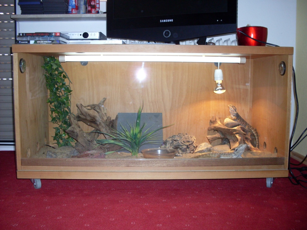 Bartargamen Pärchen + Terrarium zu Verkaufen - Sonstige Reptilien - Nußloch