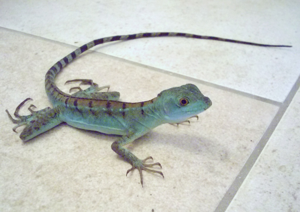 Stirnlappenbasilisk 0.1 abzugeben - Basilisk - Perleberg