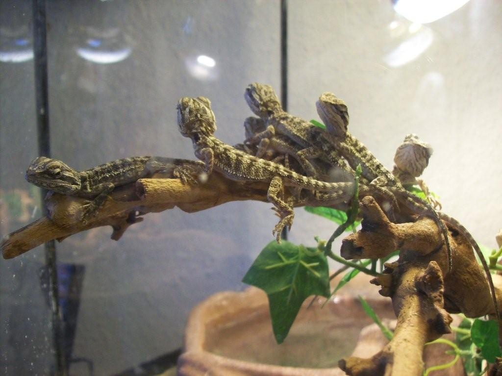 Barti-babies - Leguan - sonthofen