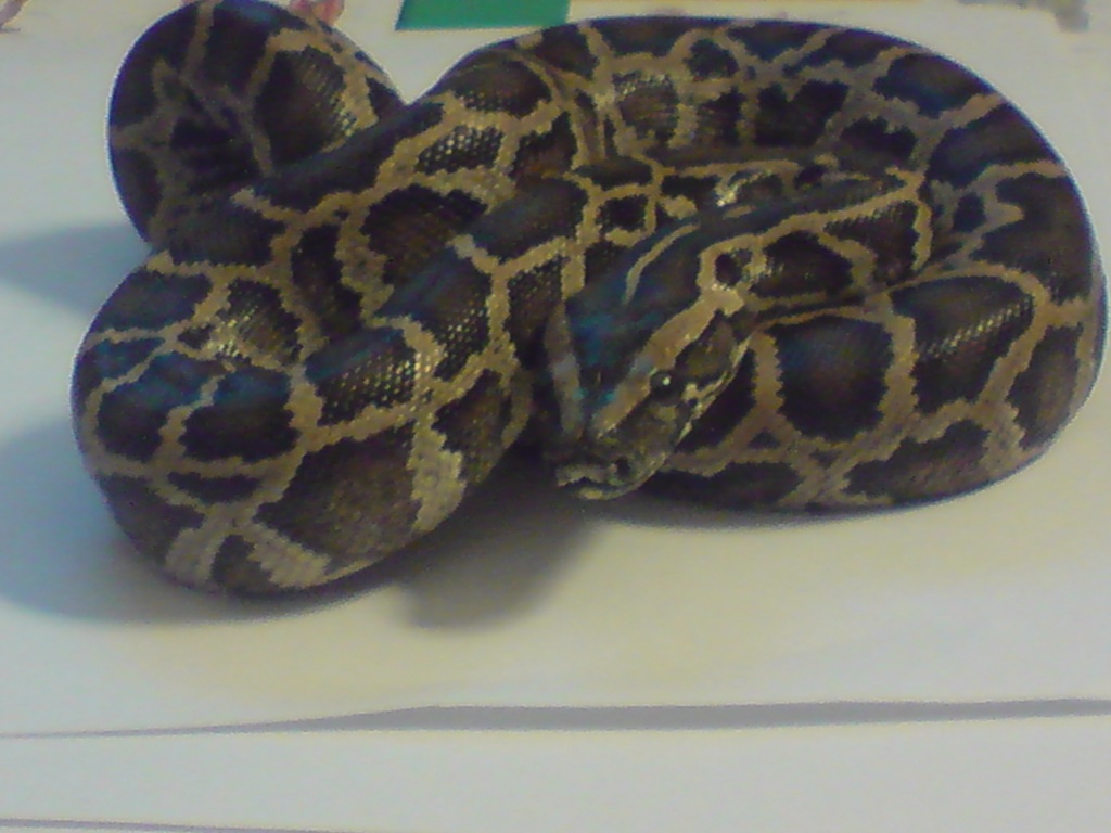 Tigerpython - Schlangen - Schwarzenberg Erzgebirge