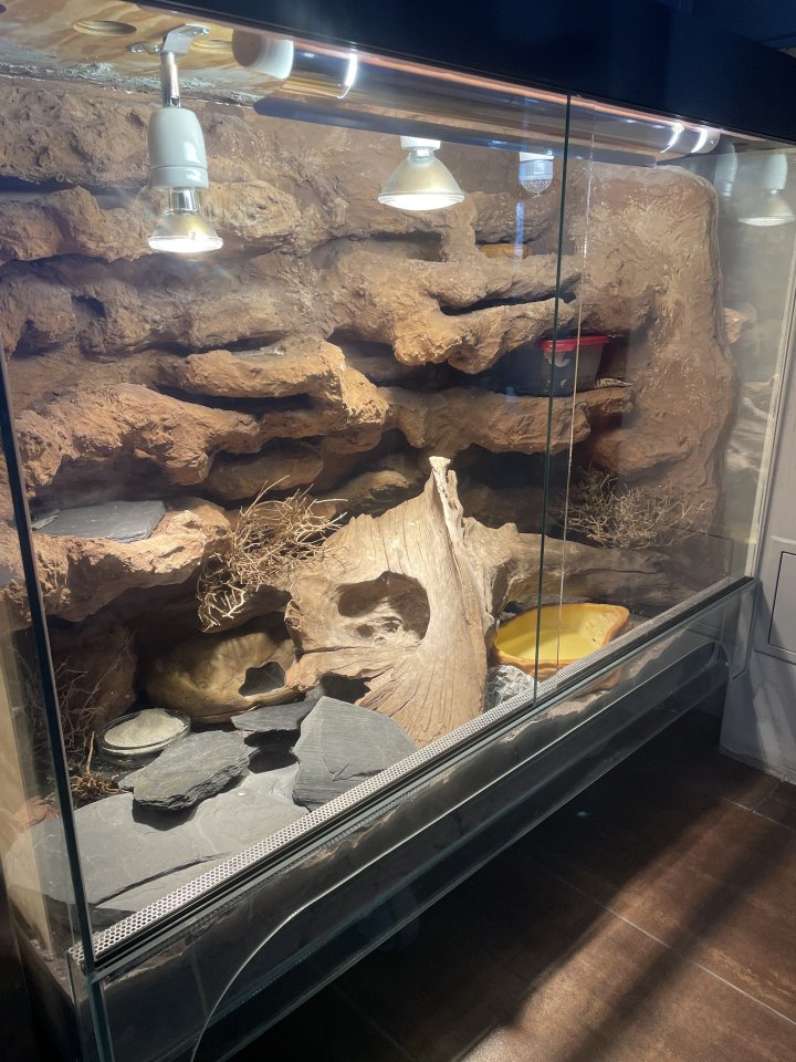 Leopardengecko Terrarium - Terrarien - Leipzig