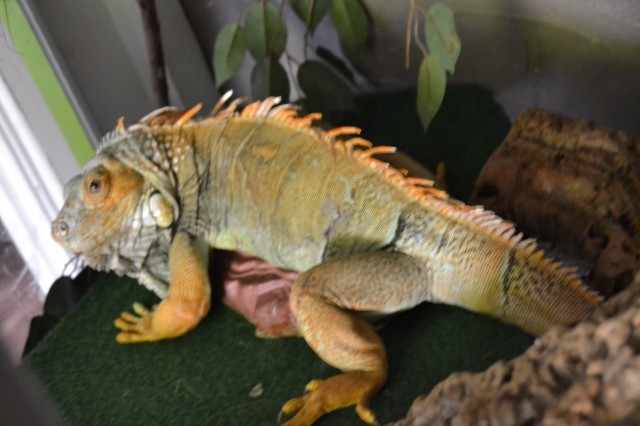 13jährige grüne Leguan Dame abzugeben - Leguan - München