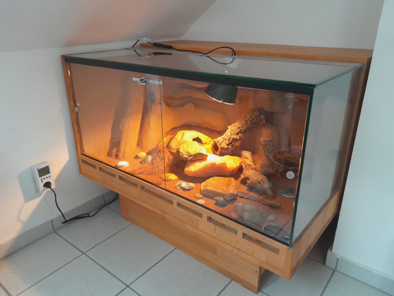 Leopardgecko mit Terrarium - Gecko - Wenden