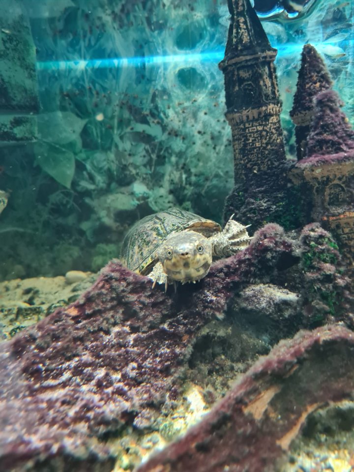 Wasserschildkröte inkl. Aquarium & Zubehör - Schildkroeten - Berlin
