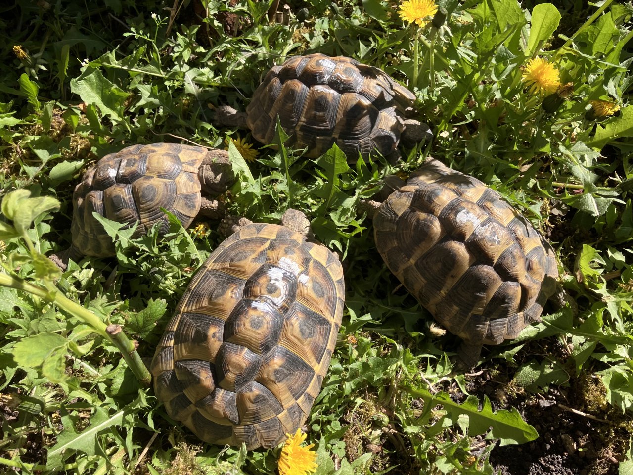 Griechische Landschildkröten (Testudo hermanni) NZ 2029/2020 abzugeben. - Schildkroeten - Frankfurt
