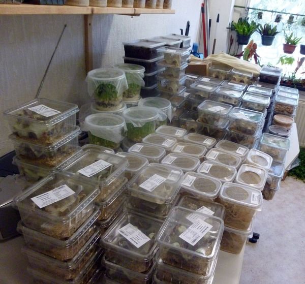 Futtertiere aus Erfurt, per Versand oder Direkteinkauf. - Futtertiere - Erfurt