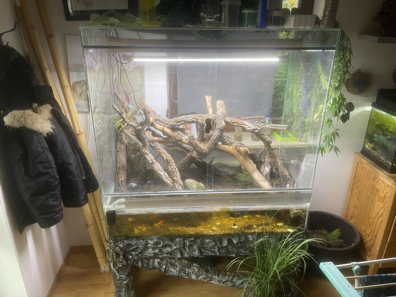 Krokodile Höckerschwanz Echse - Echsen - Obersüßbach