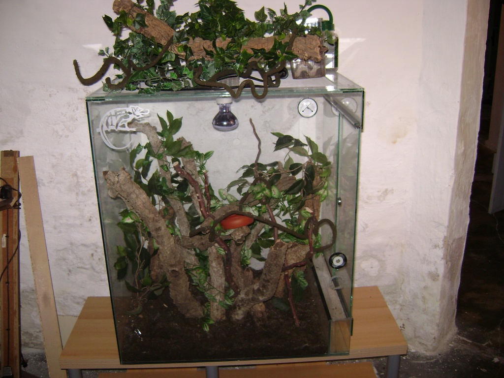 Chamäleon- Terrarium - Sonstige Reptilien - Duingen