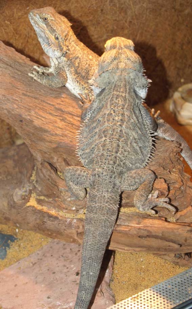 Bartagamen Pärchen, 4 1/2 Jahre, mit Terrarium zu verkaufen - Bartagame - Grünberg