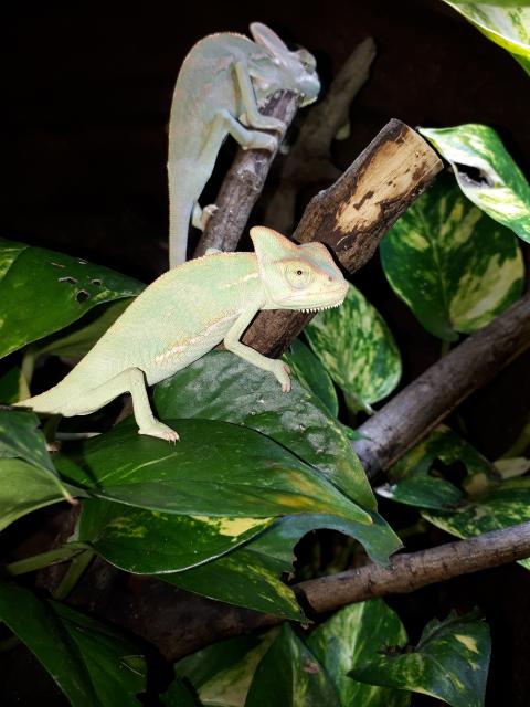 Jemenchamäleons  - Chamaeleon - Salzatal OT Benkendorf