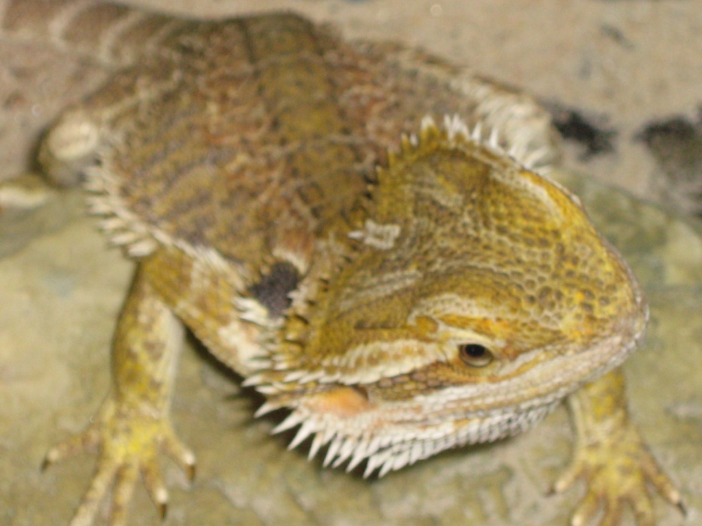 Männliche Bartagame - Echsen - Sulzheim