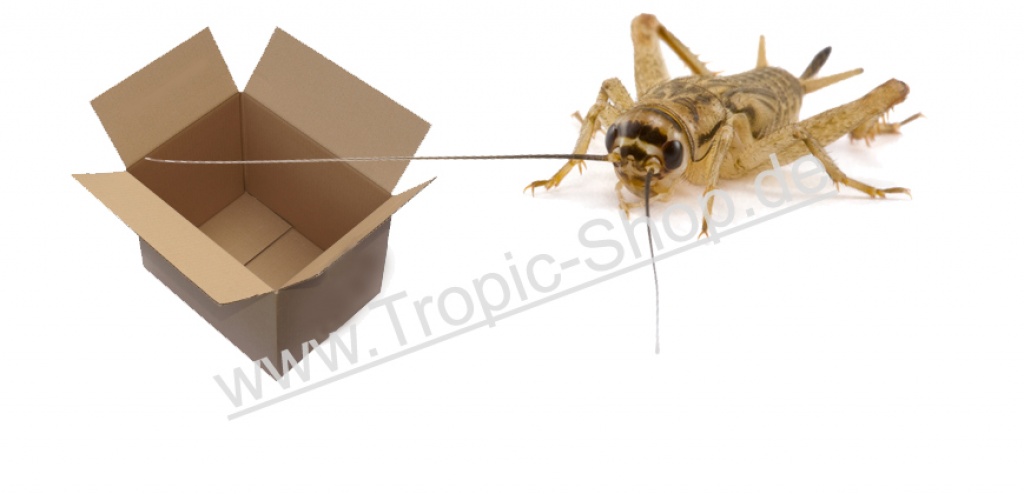 Futtertiere von Tropic-Shop.de - Futtertiere - Nordhorn
