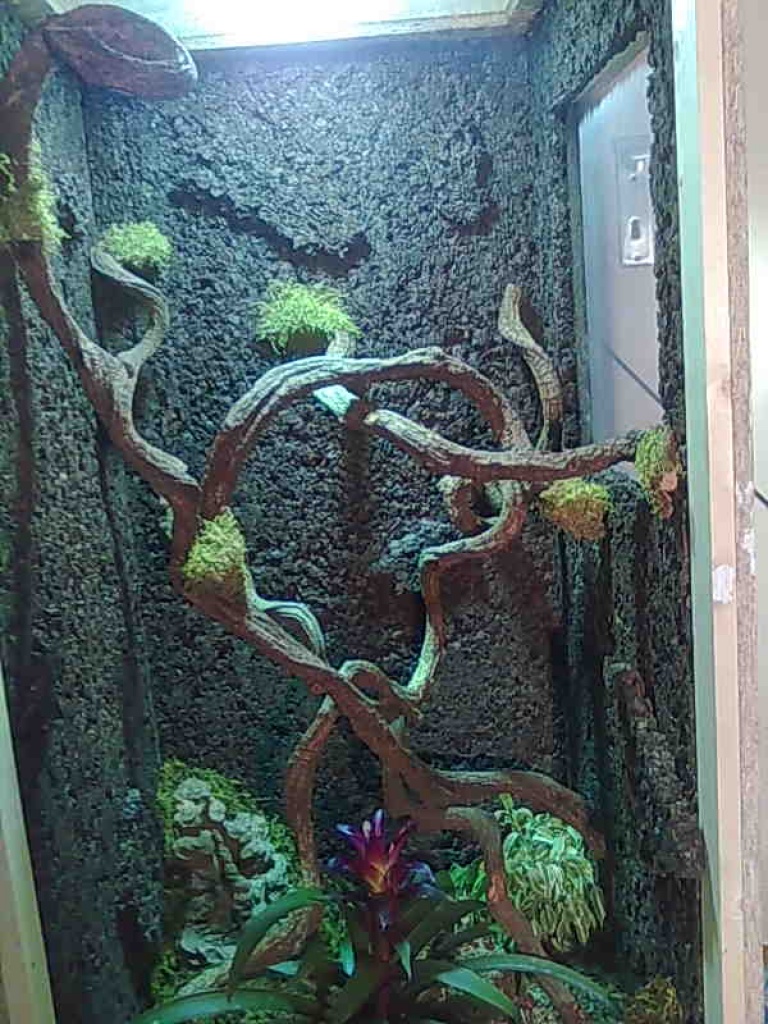 Chamäleonterrarium abzugeben - Terrarien - 45279 Essen