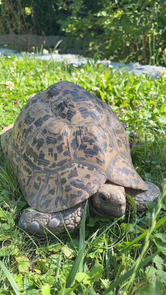 Pantherschildkröte in liebevolle Hände abzugeben - Schildkroeten - Wolnzach
