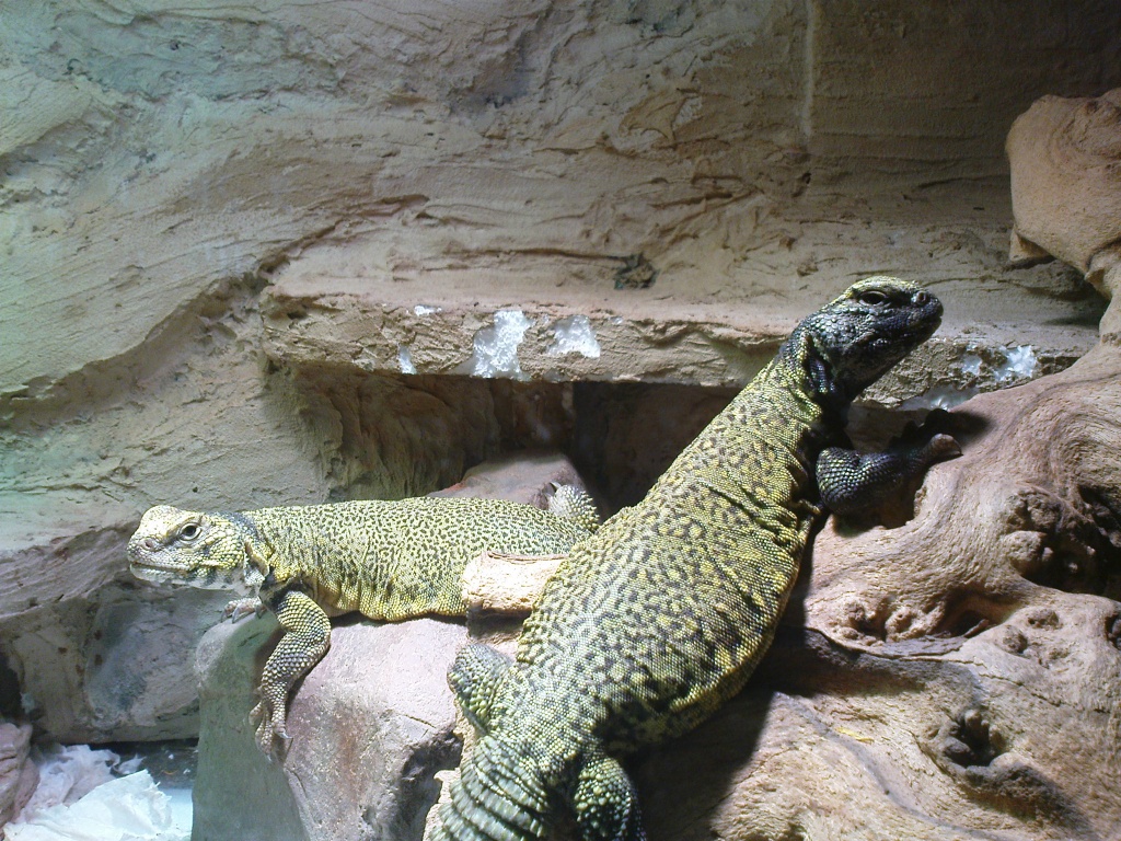 Verkaufe 1.0.0 Uromastyx acanthinura nigriventris - Echsen - Hamburg