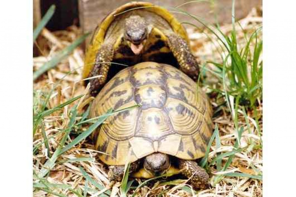 Adulte THB Zuchtweibchen NZ 2021 eierlegend - Schildkroeten - Eisenach