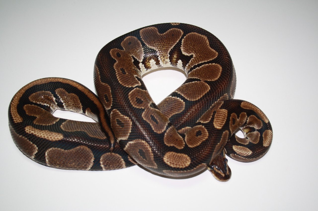 Übergabe für Hamm - Python Regius - Schlangen - Fürth