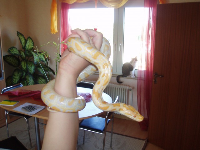 Tausche oder verkaufe 1,0 Tigerpython albino - Schlangen Python - Aalen