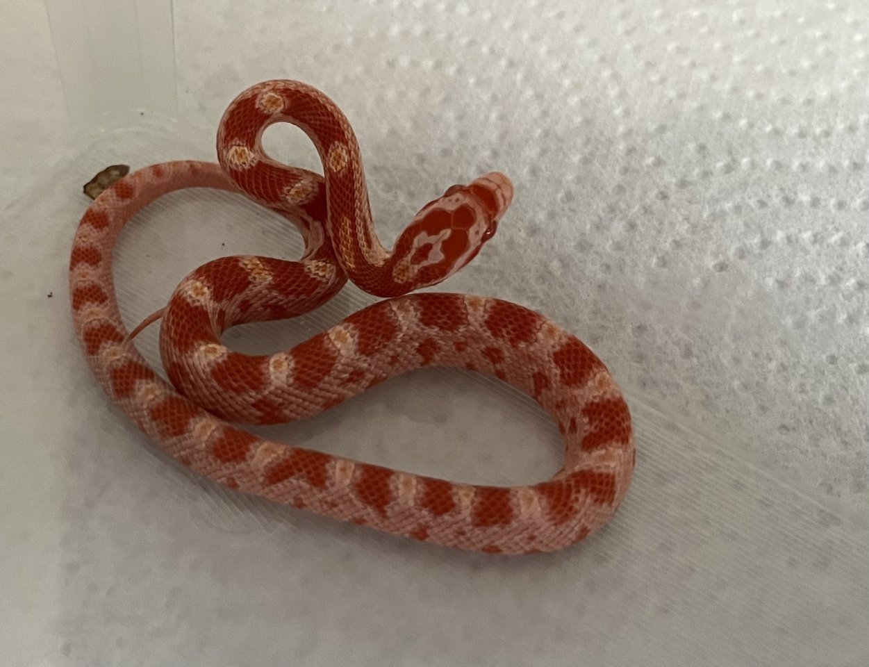 Kornnatter Amelanistic Albino NZ24 Nähe Freiburg - Schlangen - Heitersheim