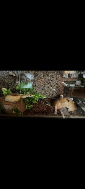Python lavender Albino  mit Terrarium  - Schlangen Python - Herne