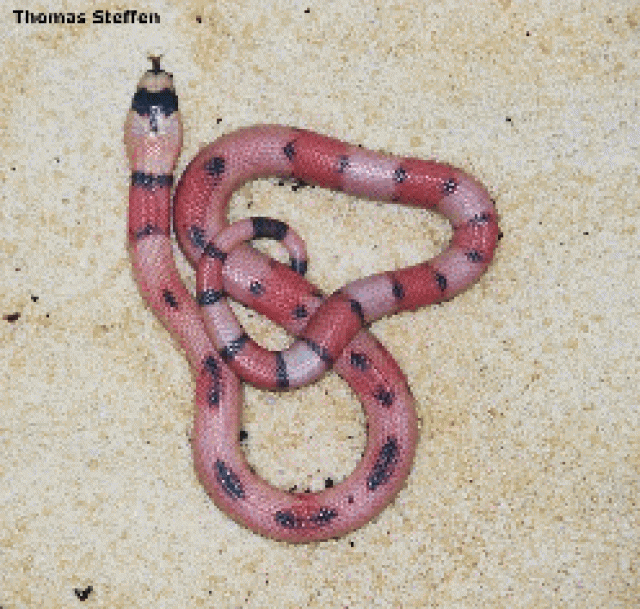 NZ 2006 - Schlangen Natter - NRW