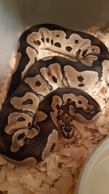 Königspython 1.0 Clown - Schlangen Python - Gelsenkirchen 