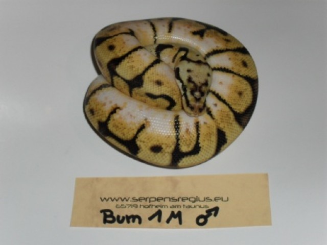 Königspython / Python Regius / Ball Python - Schlangen Python - Hofheim