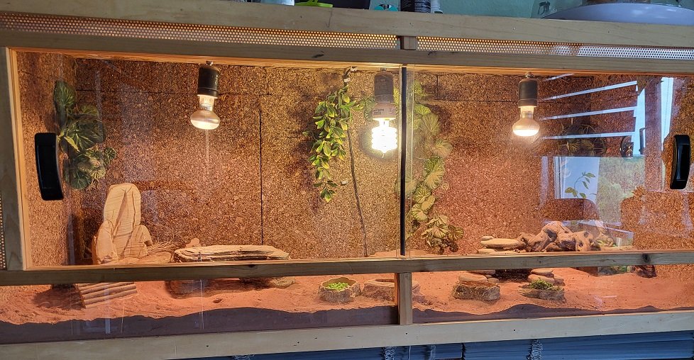 Zwergbartagamen (Adult) Pogona Henrylawsoni Pärchen mit Terrarium - Bartagame - Berlin