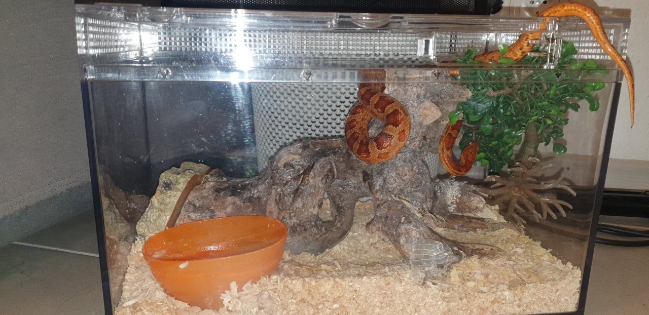 Zahme Kornnatter Verkaufen - Sonstige Reptilien - Köln