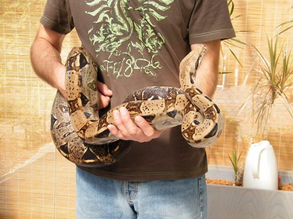6,5 kg Boa Zuchtbock - Schlangen - Bergheim