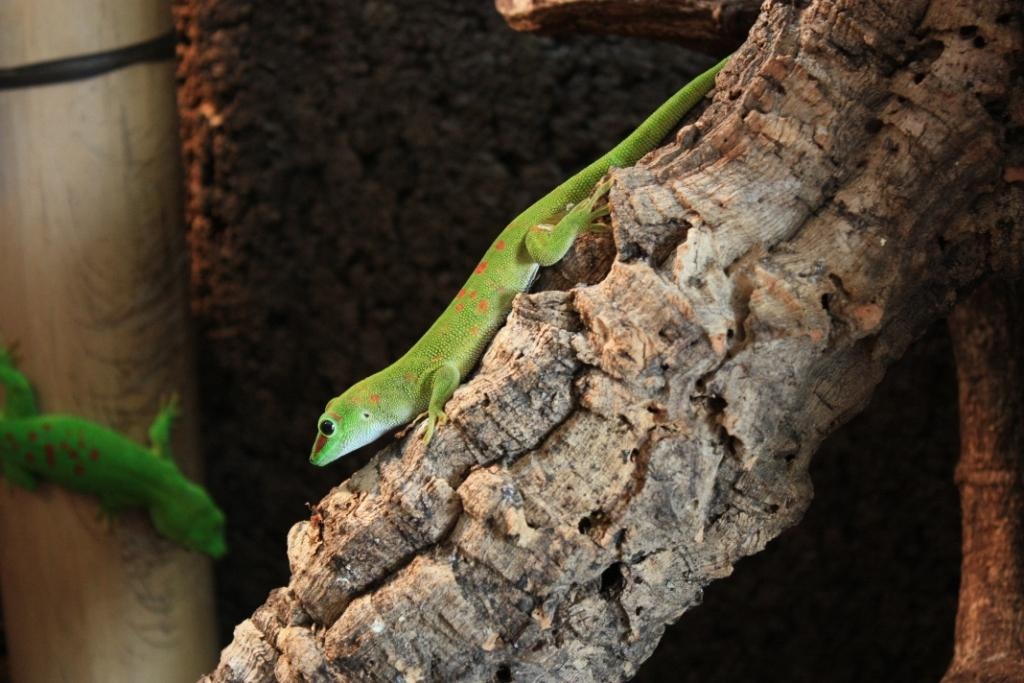 Madagaskar Taggeckos mit Terrarium und Einrichtung - Gecko - Mörlenbach
