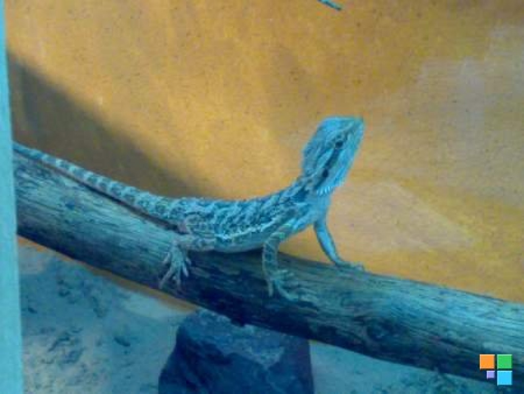 Die letzten 2 Sandfire Bartagamen - Echsen - Görzke