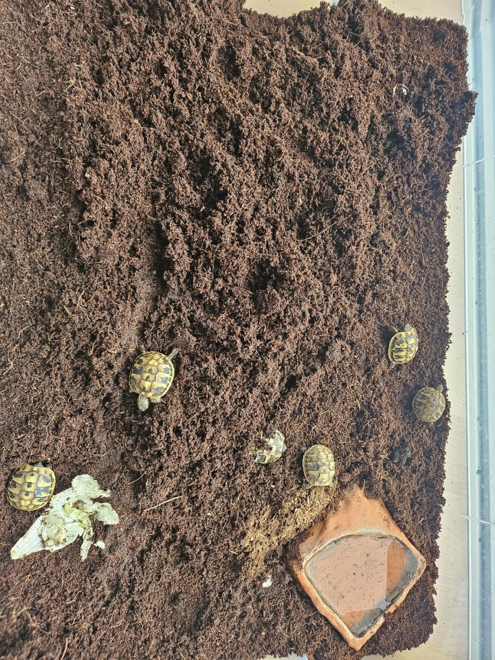 Griechische Landschildkröten (Babys 2025) - Schildkroeten - Augsburg