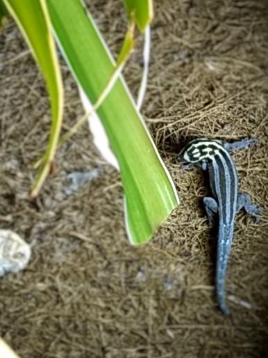 ZwergTaggeckos - Lygodactylus Kimhowelli (Zwergstreifengeckos) abzugeben. - Gecko - 71067 Sindelfingen