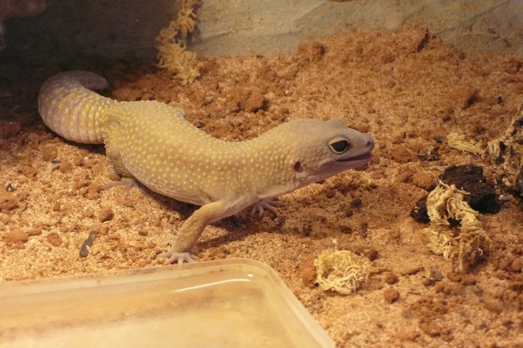 3 Leopardgeckos mit Terrarium weißes Männchen 2 Weibchen - Sonstige Reptilien - Esslingen am Neckar