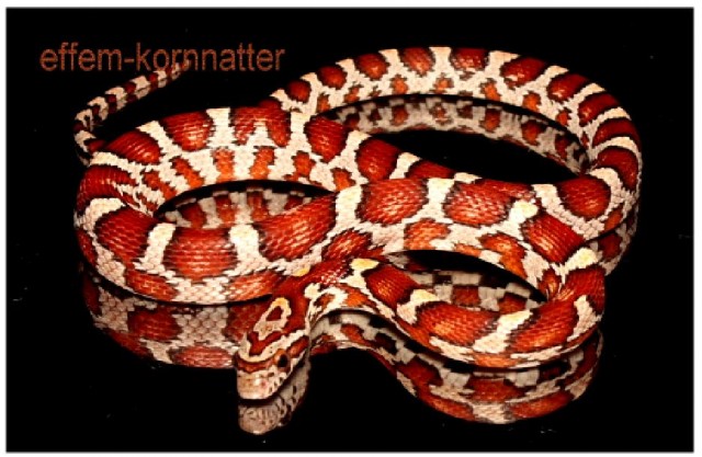 E 1275  Miami-Phase  vom Kornnatter Züchter Amel, Anery, Miami, Sunglow und vie - Schlangen Natter - Genthin