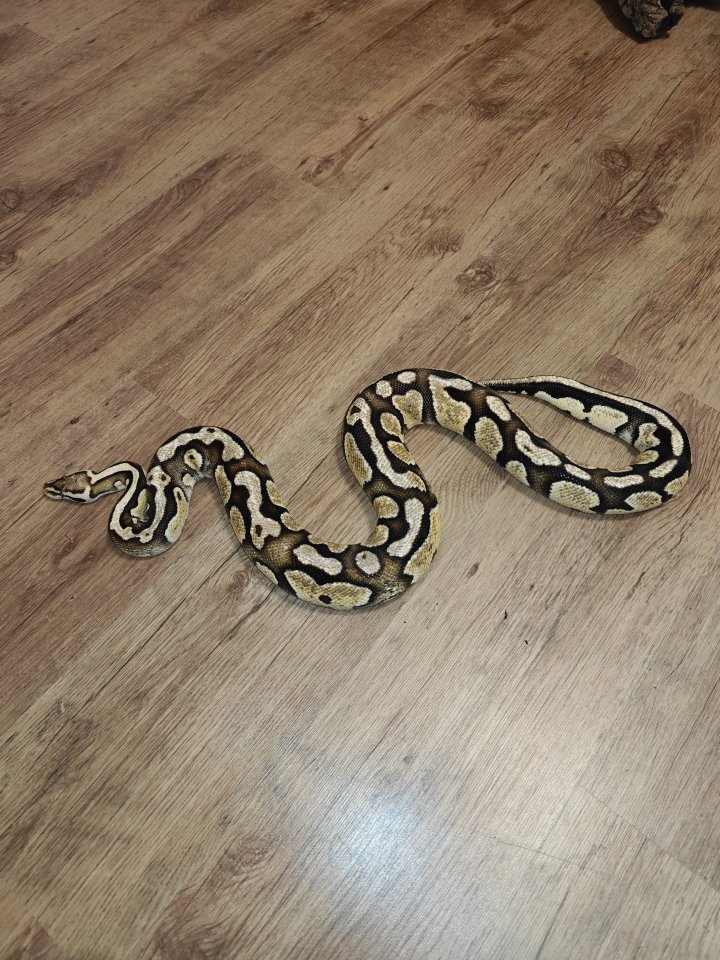 Python Regius Firefly - Schlangen - Thüngersheim