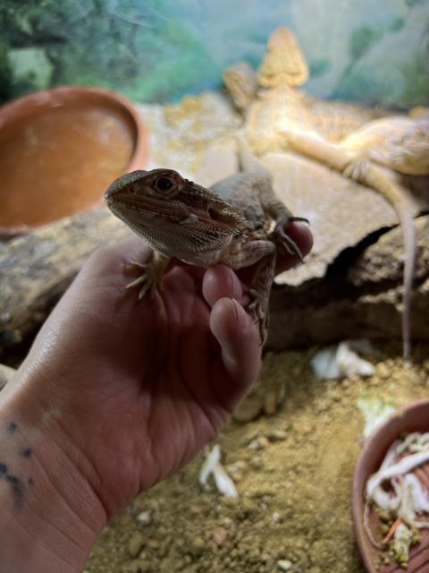Bartagamen - Bartagame - Büdelsdorf