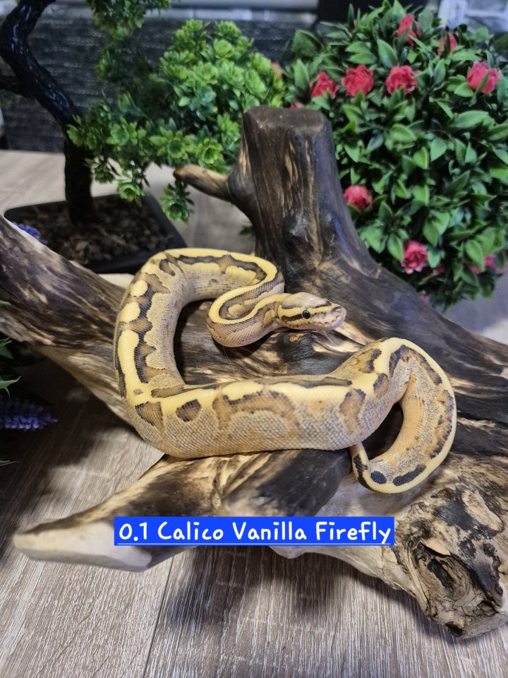 Königspyhton (ballpyhton) - Schlangen - Merseburg