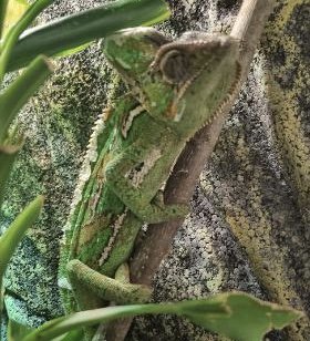 2 Jemenchamäleons Männchen und Weibchen - Chamaeleon - Groß-Umstadt