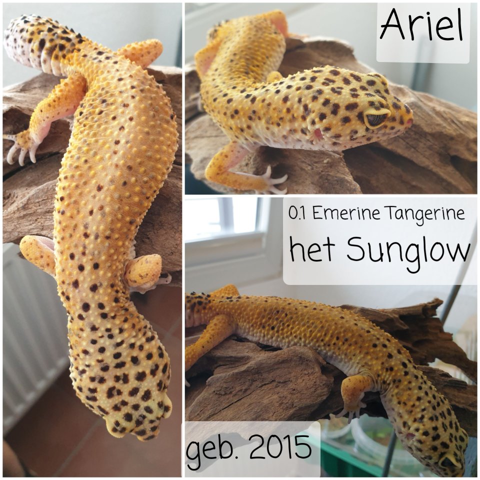 Leopardgecko von Privat - Gecko - Schüttorf