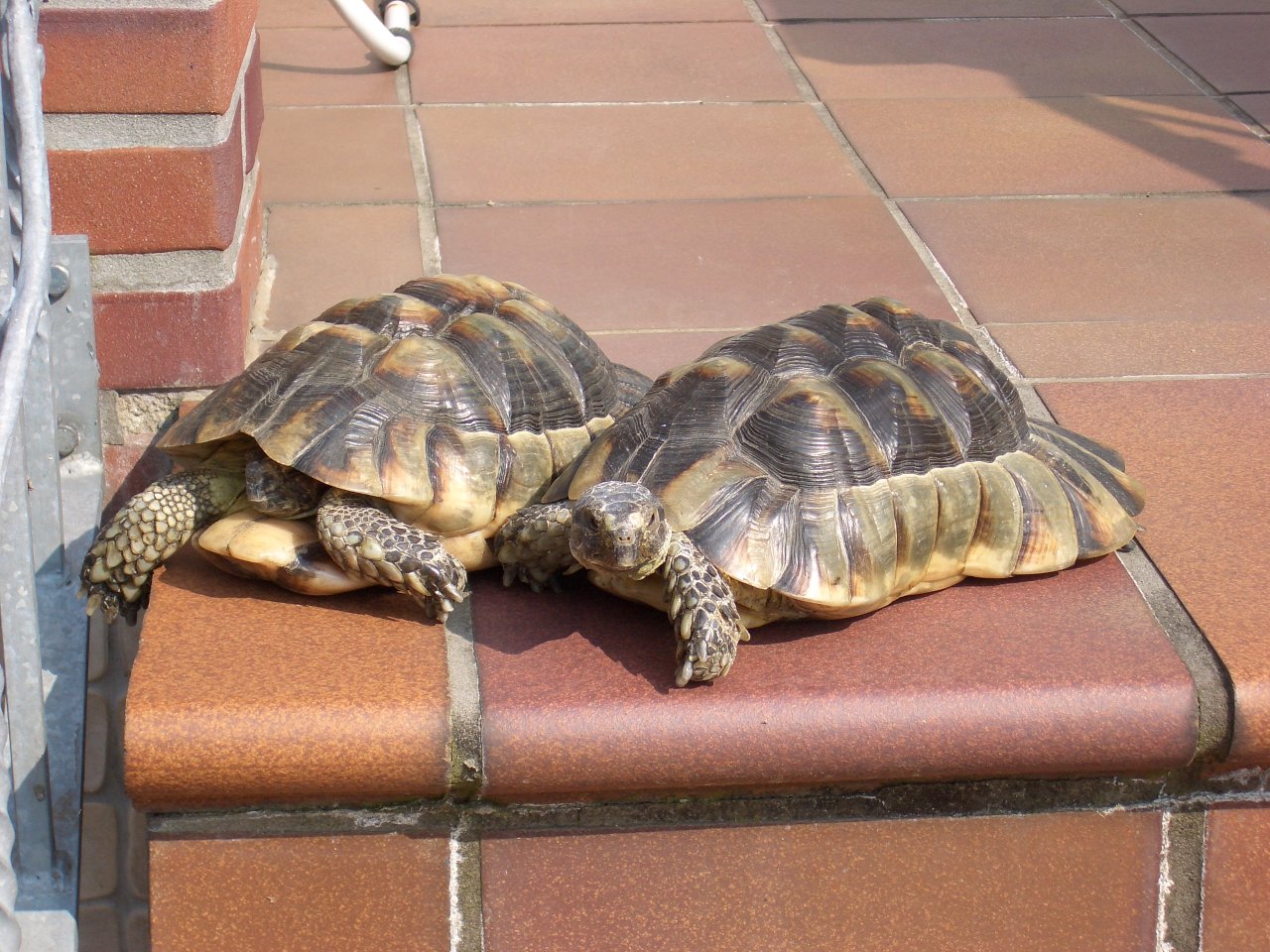2 Breitrandschildkröten - Schildkroeten - Darmstadt