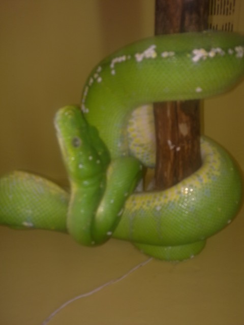 Morelia Viridis  ARU DNZ vom 24.2.010 - Schlangen Python - sprockhövel