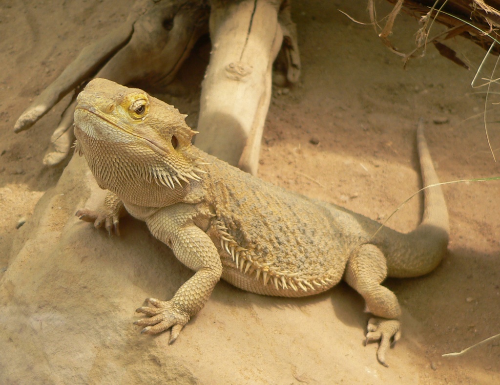 Suche bartagame - Sonstige Reptilien - Stemwede